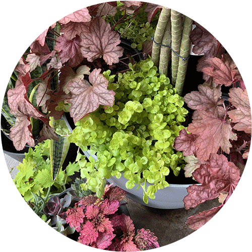 A few different plants, including coral bells, coleus and creeping jenny.